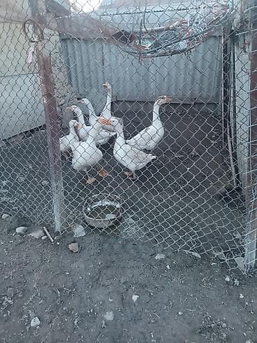 кандек собака: Гуси белые, домашнее подворье. - Порода/тип: белые крупные гуси — 2