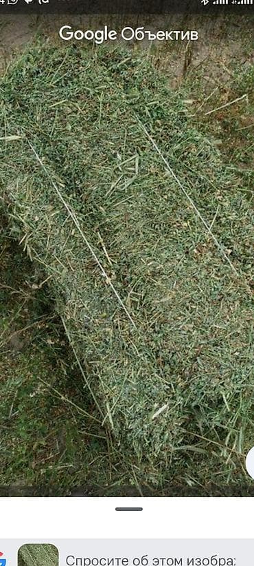 корм животным: Клевер в тюках . Большие метровые тяжёлые (прямоугольные тюки) - — 1