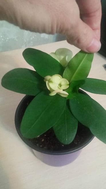 кактус гулу: Комнатные растения в горшках: 1) Кротон (Codiaeum variegatum) - — 4