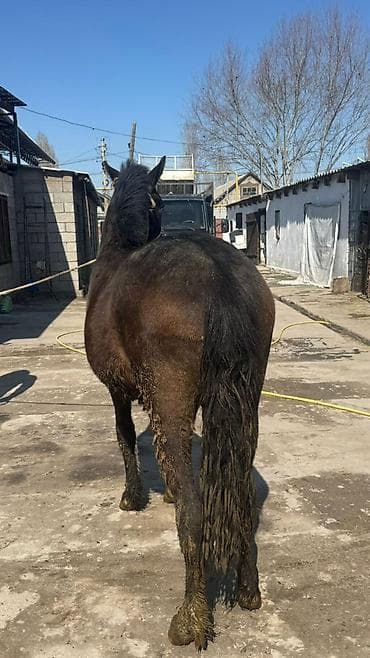 кой кыркан машнка: Продаю | Жеребец | Конный спорт — 5