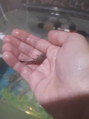 домашние рыбы: Аквариумные рыбки (молодь) - Вид: декоративные пресноводные, мелкая — 2