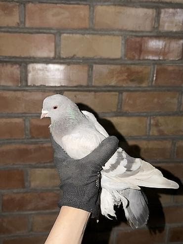 canada goose: Цена договорная Породистые голуби (декоративные, космоногие) — 1