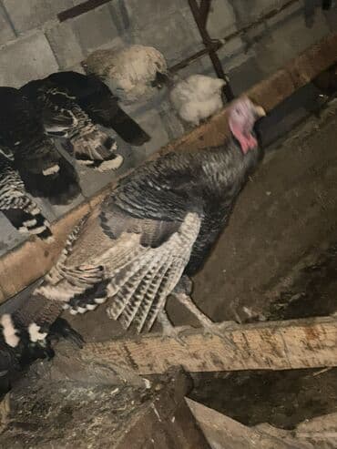 кошка скотиш: Продаю | Индюк (самец) | Для разведения | Племенные — 6