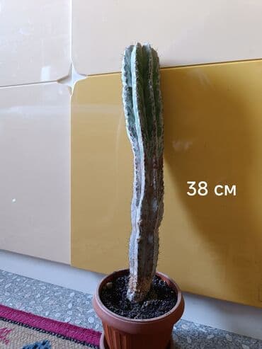 облепиха саженцы: Голландский кактус, высота 71 см и 38 см Растет хорошо, покупали — 2