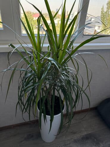 растения для аквариума: 🌿 Драцена Маргината — стиль и свежесть для вашего дома 🌿 Продаю — 2