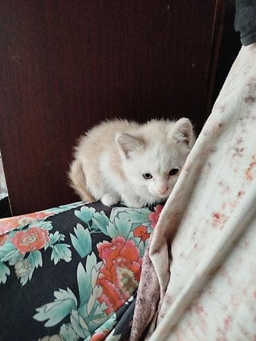 котята балыкчы: Беспородная, 2 месяца, Девочка, Белый, Проглистована — 2