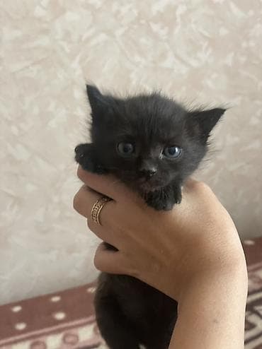 cane corso: Котята домашние, короткошёрстные, из одного помёта. Окрас: - — 3