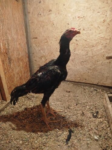 хомяк в бишкеке: Дакан жожо короз сатылат активный алмашу жолдору бар адрес Бишкек — 3