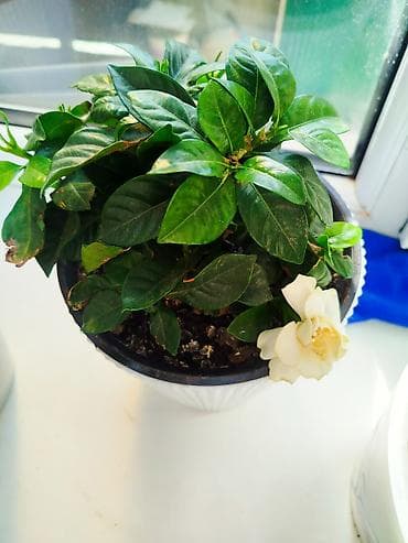 gardena: Гардения жасминовидная в горшке - Ароматное комнатное растение с — 1
