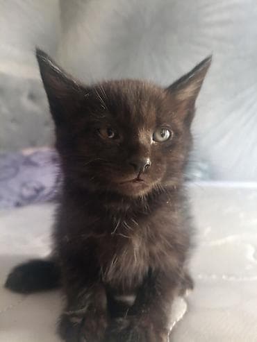 латок для котенка: Кошка даром: Беспородная, 2 месяца, Мальчик, Приучена к лотку — 2