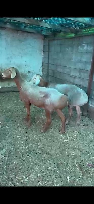 кошка в добрые руки: Продаю | Овца (самка) — 1