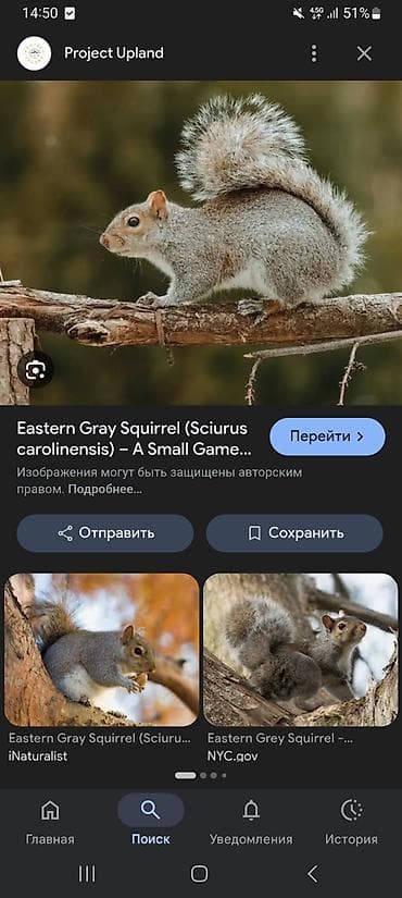 Жарнама, печать: Печатная фотография дикой природы: «Восточная серая белка (Sciurus — 1