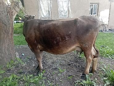 продам корову: Продаю | Корова (самка) | Для молока | Привязанные — 1