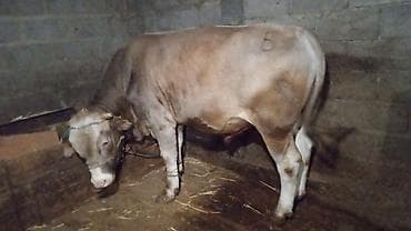 луговое быки: Продаю | Бык (самец) | На откорм | Привязанные — 2