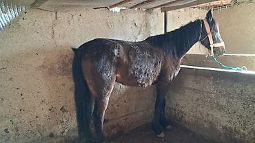 Продаю | Кобыла (самка) | Для разведения | Племенные