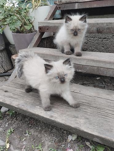 возьму котят: Очаровательные сиамские котята,пушистые девочки. Крысоловы.Пятнистый — 2
