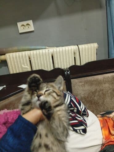 французские бульдог: Котёнок полосатиксьанет отличным компаньоном и принесёт много радости — 3