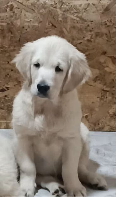 объявления о найденных собаках: Ретривер, 2 месяца, Самка — 2