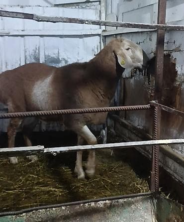 купить сокола в питомнике: Продаю | Баран (самец) | Арашан | Для разведения | Племенные — 7