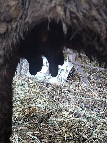 каровы милянфан: Продаю | Корова (самка) | Для молока — 2