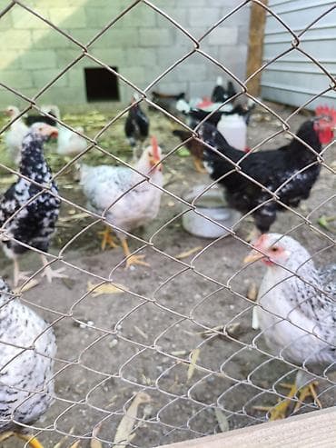 китайский куры: Продаю | Куры | Несушки — 9