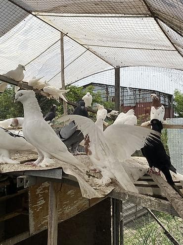 куш буркут: Продаю породистых голубей, лучшие голуби в городе! Есть много видов! — 3
