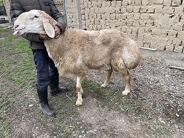 утки белые: Продаю | Баран (самец) | Арашан | Для разведения | Осеменитель — 4