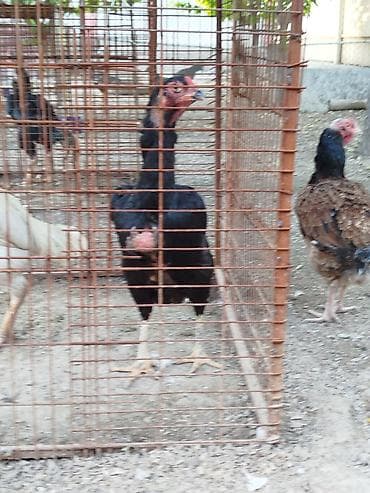 бара: Продаю | Куры — 9
