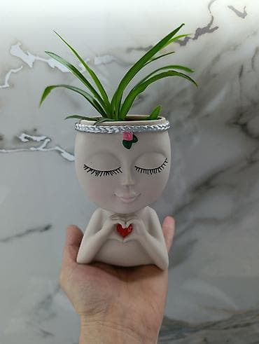 Очаровательный хлорофитум и денежное дерево в прекрасном кашпо! Для