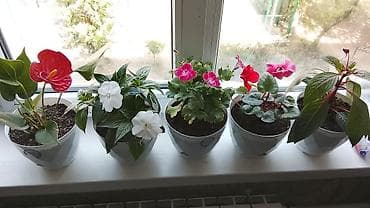 хищные растения: Комнатные цветы в керамических горшках - Набор из 5 цветущих — 3