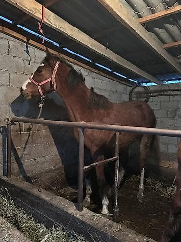 лошади кабылы: Продаю | Кобыла (самка) | Рабочий — 1