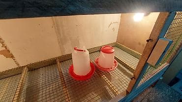 курица купить: Брудер/клетка для выращивания цыплят и другой птицы Внимание!!! Прошу — 7