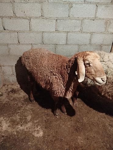 продаю мёд: Продаю | Овца (самка) | Для разведения | Матка — 2