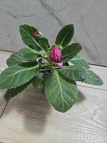глоксиния купить: Глоксиния (Sinningia speciosa) в горшке Цветущие глоксинии Украшение — 7