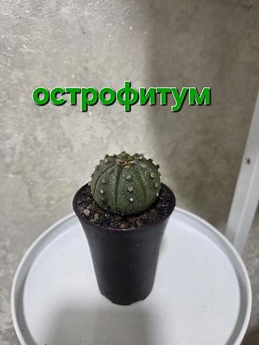колючки: Коллекция кактусов и суккулентов в декоративных кашпо. - Разные виды — 8