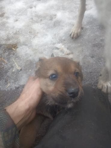 Собака даром: Алабай, 1 месяц, Самка at lalafo.kg Собака даром: Алабай, 1 месяц, Самка