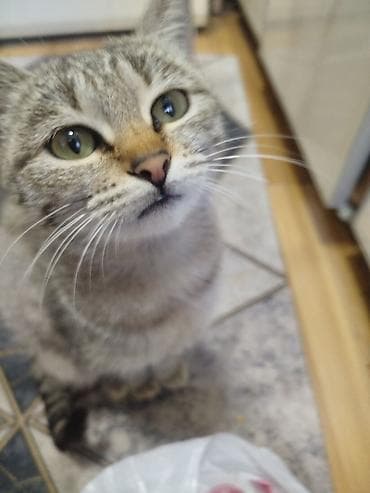 куплю кота: Кошка даром: Беспородная, 2 месяца, Мальчик, Приучена к лотку — 9
