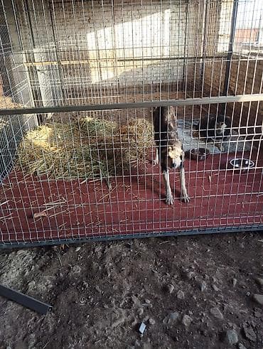 Требуется рабочий на ферму приют для домашних животных обязанности at lalafo.kg Требуется рабочий на ферму приют для домашних животных обязанности