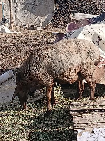 бее сатылат: Сатам | Ургаачы кой (ургаачы) | Көбөйтүү үчүн | Ургаачы — 5