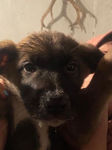 сабака овчарка: Собака даром: Овчарка, 2 месяца, Самка — 4