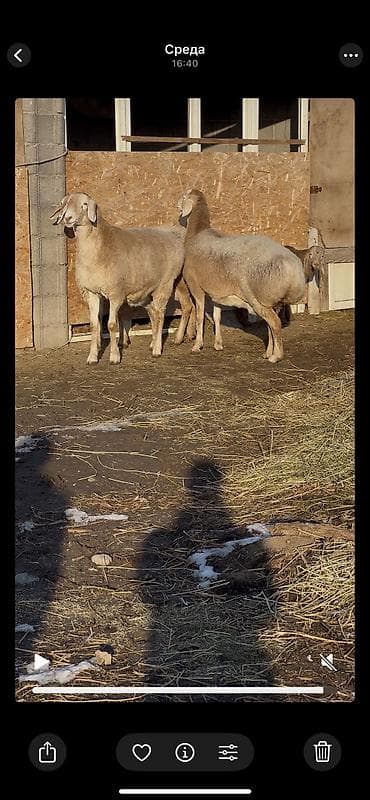 шпиц девочка: Продаю | Овца (самка) | Арашан | Для разведения | Матка — 4