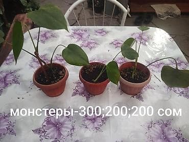 max safe: Комнатные растения 1) Сансевиерия (сансевьера, «тещин язык») - — 9