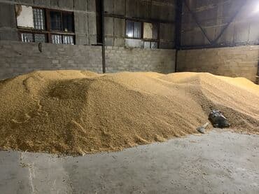 сухой корм для кошек оптом: Кукуруза навалом - Зерно кукурузы, хранение в крытом складском — 2