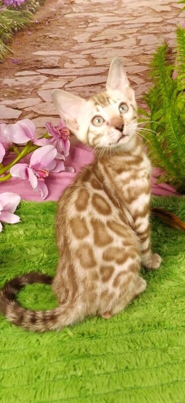 новорожденные котята: Друзья !!! питомник Бен Гла Мур с радостью предлагает новый помет. от — 21