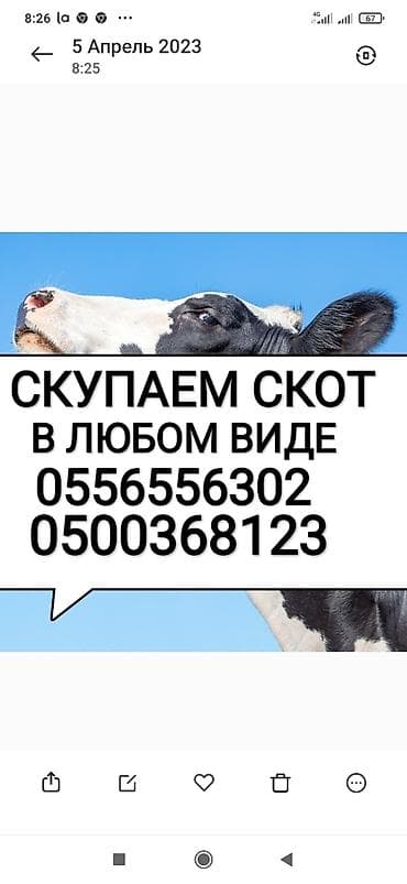 Частное лицо, Колбасный цех : Другие с/х животные, Лошади, кони, Коровы, быки, | Забитый, Любое состояние, Круглосуточно
