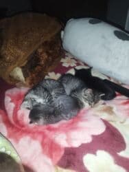 отдам даром вислоухого котенка: Заголовок: Отдам котят в хорошие руки Описание: Отдам милых котят в — 1