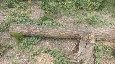 цветы искусственные бишкек: Отун Карагач, Өзү алып кетүү — 7