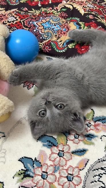 кошка беловодск: Британ кыска жүндүү, 2 айлык, Ургаачы, Боз, Лотокко барууга үйрөтүлгөн — 4