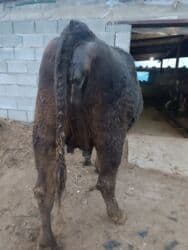 объявления о найденных животных: Продаю | Корова (самка) | Алатауская, Швицкая | Для разведения, Для молока | Племенные, Стельные, Искусственник — 6