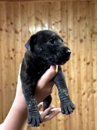 бульдоги: Щенки Канарского Дога (Presa Canario) С документами, прививками 8 — 38